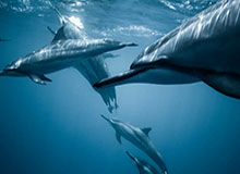 开云APP-斯佳辉2-6不敌威尔逊 止步斯诺克大师赛首轮